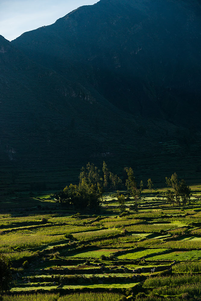 View of fields near Cabanaconde at dawn, Colca Canyon, Peru