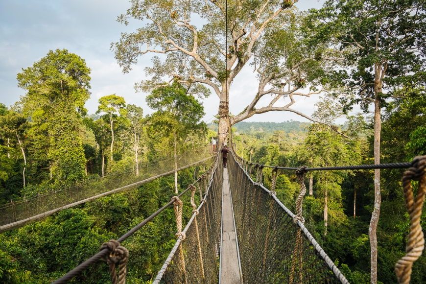Canopy Walkway through tropical rainforest in Kakum National Park, Ghana, Africa