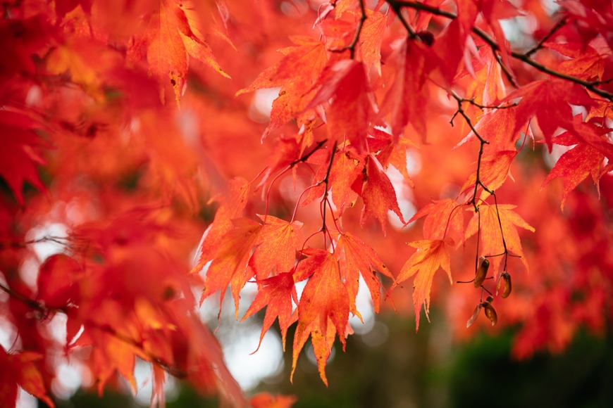 Maple leaves during Autumn, Rydal Mount, Rydal, Lake District, Cumbria, England, United Kingdom